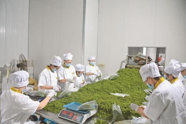 致富经种植_致富种植公司董事长_致富种植业