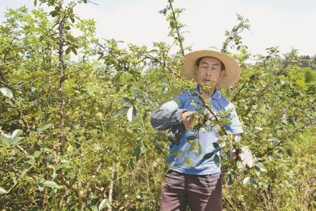 致富经种植_致富种植公司董事长_致富种植业
